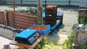 Бизнес на клубнике. Сбор 18 июня 2023 год