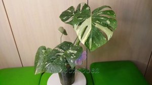 Монстера Тайское Созвездие