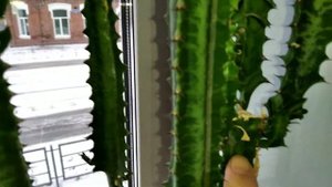 Молочай трехгранный. Мои ошибки.