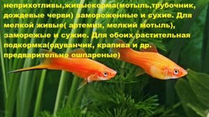 Меченосцы Содержание, разведение