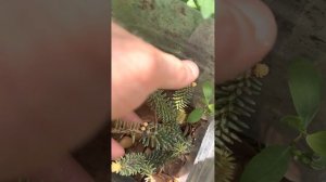 Сорта пихты испанской в сравнении Abies pinsapo (Kelleriis, Aurea, Fastigiata)