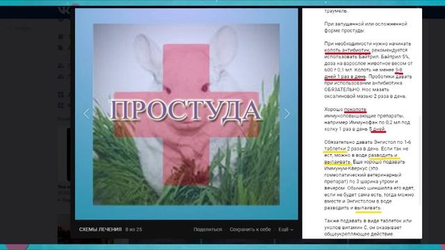 Уколы ШИНШИЛЛАМ. Стоит ли колоть шиншилл самостоятельно? смотреть онлайн