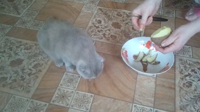 Кошка ест...сырую картошку!!!) смотреть онлайн
