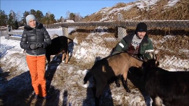 Молочные козы Л.П.Х. Чевалковых. смотреть онлайн