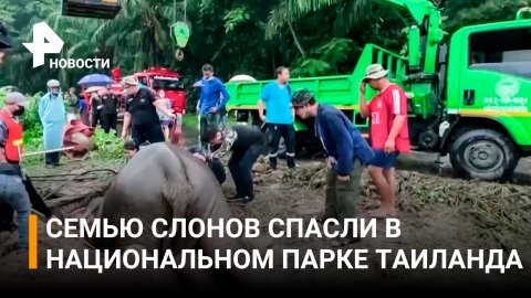 В национальном парке Таиланда спасли семью слонов / РЕН Новости
