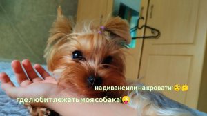 Где же спит моя собака Боня? 😜 О бе том я рассказал в своём видео!