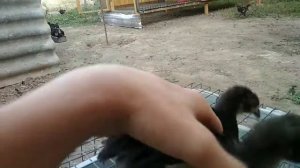 QORA SHAXZODA JOJASI JAYDARI JOJADAN FARQI | ЧЕМ ОТЛИЧАЕТСЯ ЧЕРНЫЙ ПРИНЦ ОТ ДОМАШНИХ ЦЫПЛЯТ