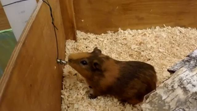 Dima Kids TV! Щенячий Патруль ГОНЩИК и ЦИПАЛЕТА Контактный Зоопарк Contact zoo смотреть онлайн