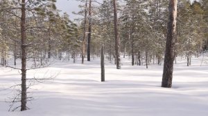 КОСТЕР В СЫРОМ ЛЕСУ \ ПЕЧКА ЩЕПОЧНИЦА \ ОБЕД НА ОГНЕ