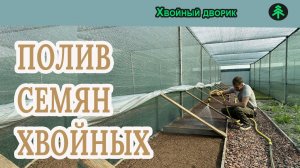 Как поливать семена хвойных растений после посева в открытый грунт.Питомник "Хвойный дворик"