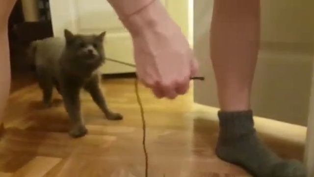 Порода Нибелунг ( русская голубая) стриженный кот Сильвестр. Кот как собака Часть 3 смотреть онлайн