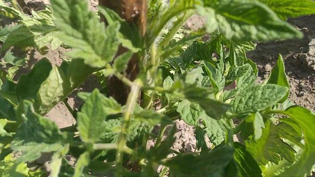 Клубника в первый год плодоношение. Обзор томатов и чеснока смотреть онлайн