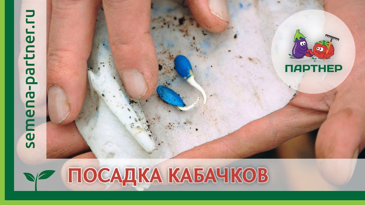 ПОСАДКА КАБАЧКОВ: КАК ЖЕ ВСЕ-ТАКИ УКЛАДЫВАТЬ СЕМЕНА?