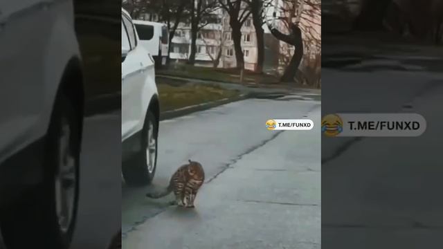 Кот залатал дыры на асфальте🤣🐱