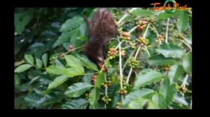 Civet Coffee - это Kopi Luwak, только от диких Циветт