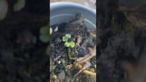 Мох в горшках!Что делать?