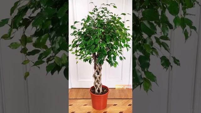 ФИКУС БЕНДЖАМИНА ПЛОХО РАСТЕТ #комнатныерастения #фикусбенджамина