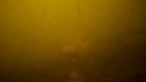 ПРИКОРМКА ИЗ МОТЫЛЯ СВОИМИ РУКАМИ! Реакция рыбы на мотыль, подводная съемка на рыбалке!