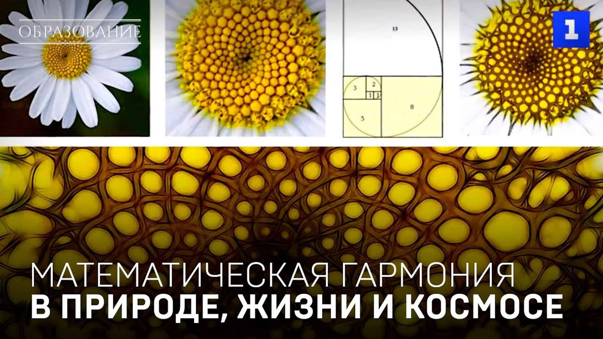 Формула гармонии или красота математики