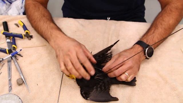 Black bird taxidermy ,Art of Taxidermy, yellow headed black bird mount, Bird Taxidermy смотреть онлайн