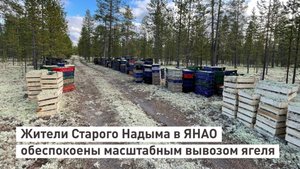 Жители Старого Надыма в Ямало-Ненецком автономном округевсерьёз обеспокоены масштабным вывозом ягеля