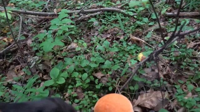 Нашествие грибов в августе. Подосиновики, подберезовики и другие грибы. смотреть онлайн