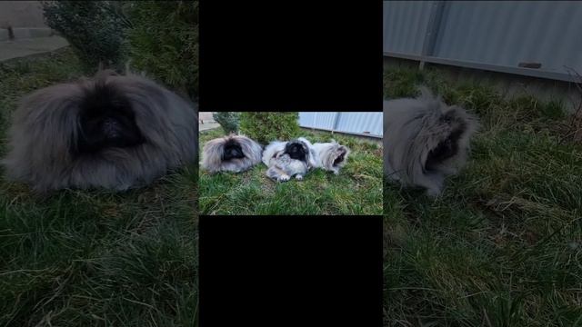 Лидеры #pomeranian #spitz #pekingese #пекинес #смешныевидео #собака