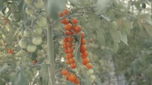Китайские теплицы  Аграрный Китай