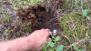 Трюфель Чёрный.гриб-золото!ищем с собакой!Real Truffle Hunt with a dog!Tuber Aestivum!Black Truffle