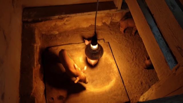 Что Делать Чтобы Свиньи Росли?!У Меня Растут и у Вас Будут смотреть онлайн