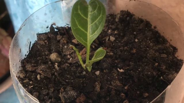 170. #4 МАНДРАГОРАМ 4 Месяца, посадка в декабре. Выращивание мандрагоры в домашних условиях. смотреть онлайн