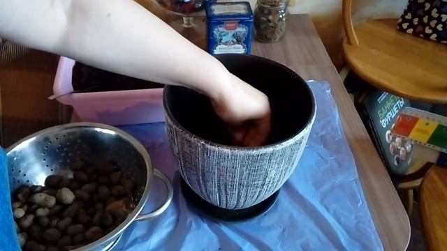 Денежное дерево Крассула Хоббит Пересадка смотреть онлайн