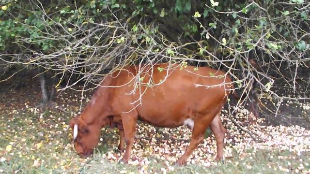 (106) Абердин ангусская порода коров. смотреть онлайн
