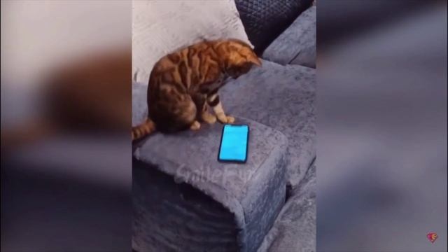 Смешные котики