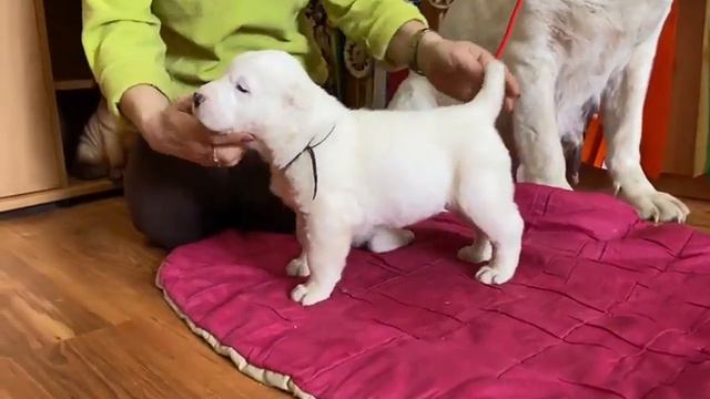 питомник Бишенели средне азиатской овчарки алабай ПРОДАЮТСЯ щенки смотреть онлайн