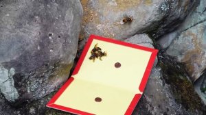 Ловля японских гигантских шершней с помощью клеевого листа