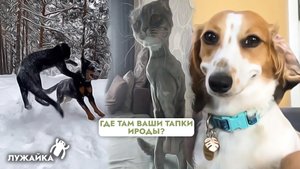 Весёлая подборка – вендетта по кошачьи, сибирская пантера, собачьи нежности, и другие