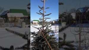Обрезка ели. Принцип укорачивания центра роста