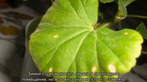 Почему у герани желтеют листья в домашних условиях — причины и лечение