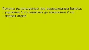 @Какой виноград посадить в 2020, Велес, Гелиодор или Соломия