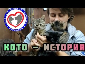 Кото-история, в которой, может поучаствовать каждый! Верновцы - помощь животным