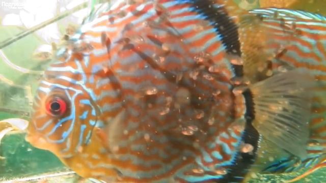 дискусы, советы, секреты, HOW TO: Keep Discus, la deposizione delle uova Discus, Breeding of discus смотреть онлайн