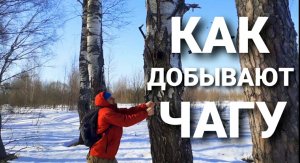 Отдых. Как Добывают Чагу в Лесу.