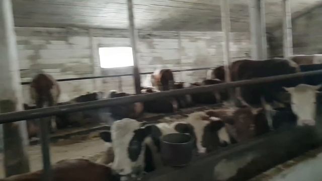 Быки на откорме 2,5 месяца смотреть онлайн