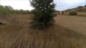 Охота на перепела с курцхааром!