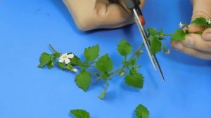 ?БАКОПА ИЗ ЧЕРЕНКА ! ЛЕГКО И ПРОСТО . ?