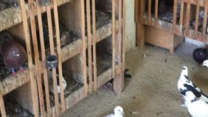 #Pigeons.Почему голуби ощипывають птенцов.