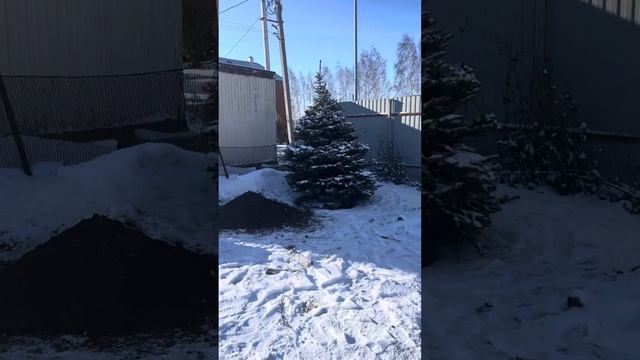 Качественная #Посадка_Крупномеров #Голубой_Ели #зимняя_посадка #саженцы #питомникрастений #хвойные