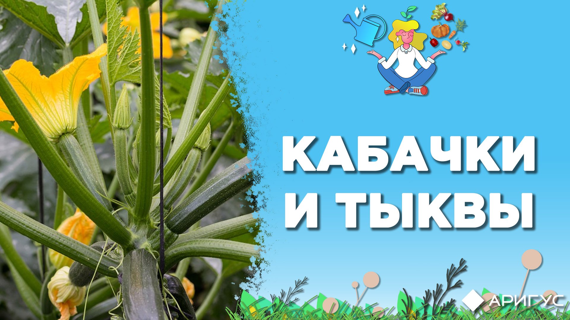 Где хранить кабачки и тыквы