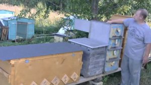 Цикл сравнительных видео Мой улей лежак и ульи - дадановкие, лежаки, кассетные, варре